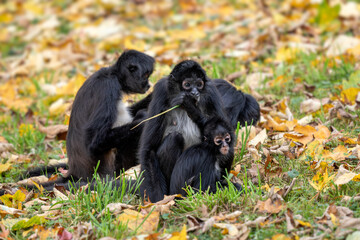 Central American Spider Monkey - Ateles geoffroyi, beautiful endangered spider monkey from Cental...