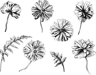 Set of hand drawn poppy flowers. Hand drawn illustration. Black and white.