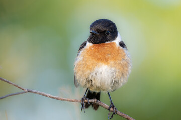 Tarabilla, Saxicola rubicola. 
