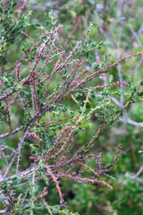 shrub with thorns in australian bushland