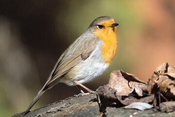 Petirrojo, Erithacus rubecula