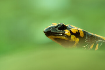 Salamandra