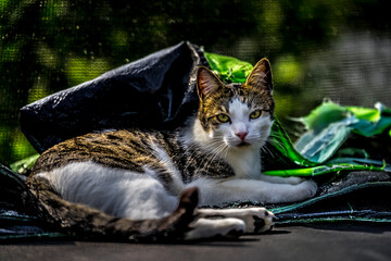 Chat sur un trempoline