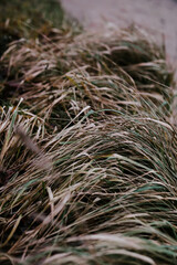 Grass and dry branches on the seashore 