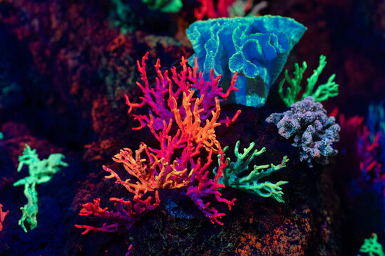 Vibrant coral reef illuminated under blacklight