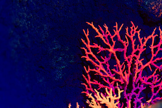 Vibrant coral structure under ultraviolet light