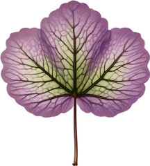 Hepatica Americana ‘leaf icon