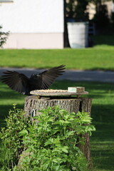 Eine Krähe im Anflug auf ihren Futterplatz - Garten, Vögel, Futter