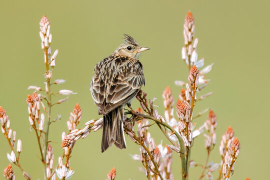 Skylark on flowering twigs against a green background