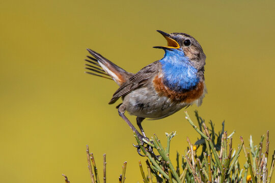 Bluethroat bird singing on a sunny day