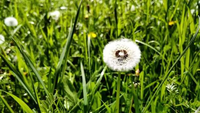 sch&ouml;ne gr&uuml;ne Wiese mit wei&szlig;en Pusteblumen, L&ouml;wenzahn, Nahaufnahme, Samen, Pollen

