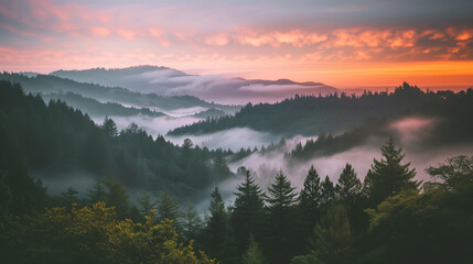 Foggy redwood forest from above with an ethereal sunset bathed in cloud waves.