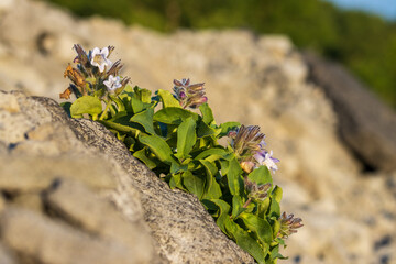Beautiful wild flowers (Pennellianthus frutescens). Blooming wildflowers on the rocky slope of the hill. Morning lighting. Nature of Siberia and the Russian Far East. Plants of Kamchatka. Russia.