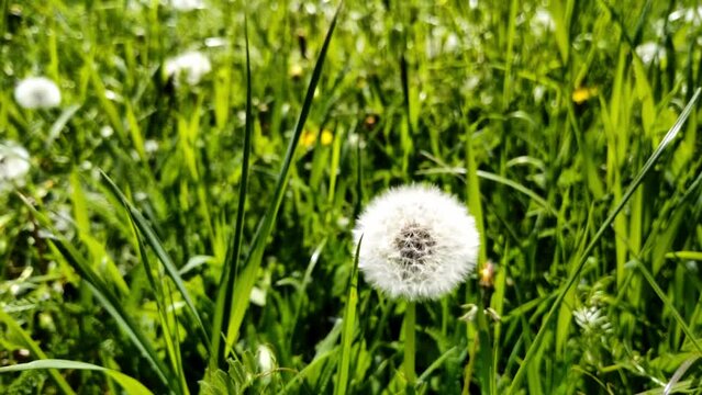 sch&ouml;ne gr&uuml;ne Wiese mit wei&szlig;en Pusteblumen, L&ouml;wenzahn, Nahaufnahme, Samen, Pollen
