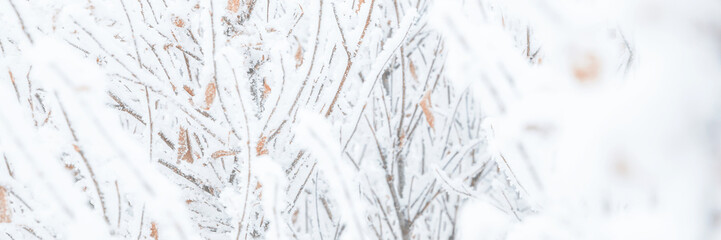 Snow and rime ice on the branches of bushes. Twigs covered with hoarfrost. Plants in the park are...