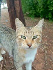 In the green forest, under the gentle spring sun, the cat lounges among the flower beds in the garden, enjoying the good weather