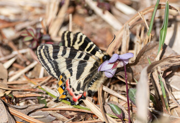 日本の春を告げる美しい蝶　ギフチョウ