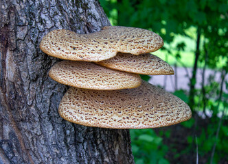 mushroom on a tree