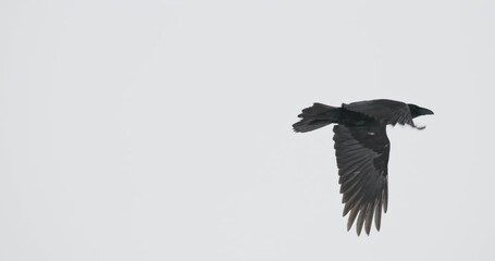 Wild Bird Common Raven - Corvus Corax In Flight above snowy winter field. Slow motion. Europe. Close up. - Powered by Adobe