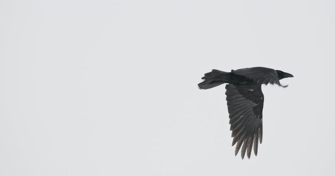 Wild Bird Common Raven - Corvus Corax In Flight above snowy winter field. Slow motion. Europe. Close up.
