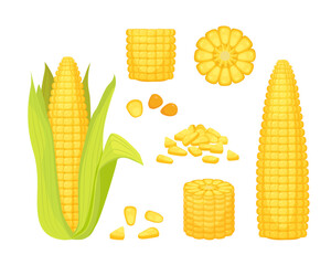 corn. golden corn, natural vegetables bunch of corns collection, summer farm harvest vegetation, healthy yellow organic corns set. vector cartoon set of isolated objects.