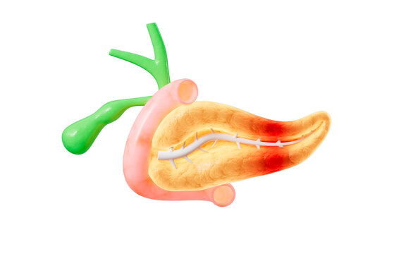 Human pancreas, gall bladder organ model, 3d rendering.