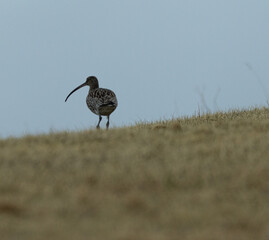 Eurasian curlew