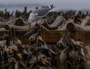 Seagulls eat stockfish