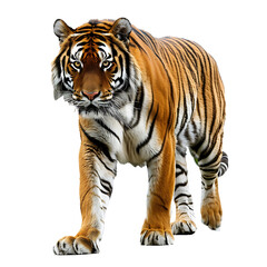 Obraz premium Tiger animal, for a wildlife theme