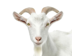 Obraz premium Ziege isoliert auf weißen Hintergrund, Freisteller