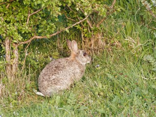 Wild Rabbit. European rabbit, Common rabbit, Bunny, Oryctolagus cuniculus