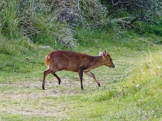Young roebuck in change of coat with velvet on his horns