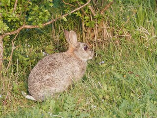 Wild Rabbit. European rabbit, Common rabbit, Bunny, Oryctolagus cuniculus