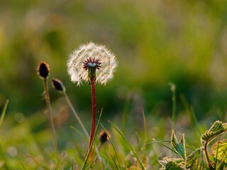 A large dandelion in the forest. Large fluffy dandelion clock. Closeup macro at sunset. seed head in the garden in the springtime.