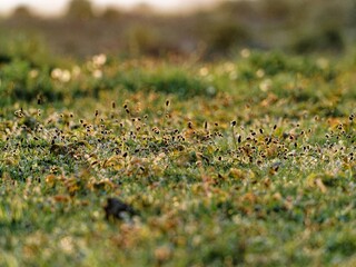Closeup of a summer meadow full of wildflowers with warm sunlight. Sunset scene on the salt marsh. Summertime in nature