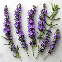 Beautiful_lavender_flowers_on_white_background
