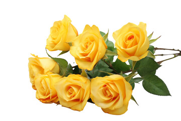 Elegant Yellow Roses on a transparent Background