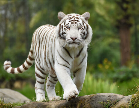 Albino Tiger auf vier beinen 