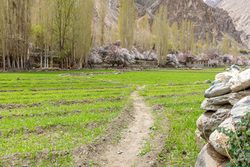 Pink apricot blossoms in springtime in the Indian Himalayan village of Turtuk near the borders with...