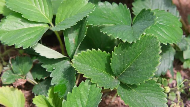 Strawberry plant leaves with budding fruit.