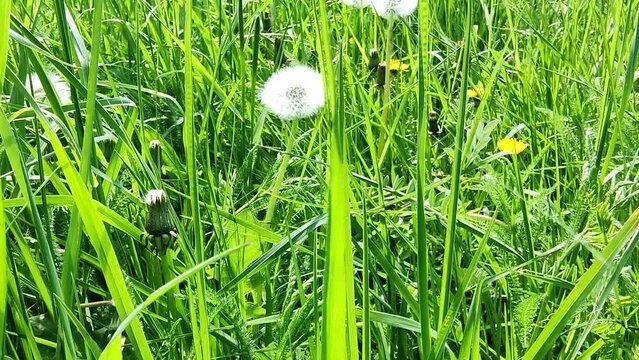 sch&ouml;ne gr&uuml;ne Wiese mit wei&szlig;en Pusteblumen, L&ouml;wenzahn, Nahaufnahme, Samen, Pollen
