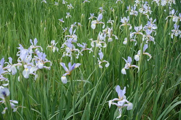 Profusion of light violet flowers of irises in June