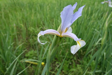 Single light violet flower of iris in May © Anna