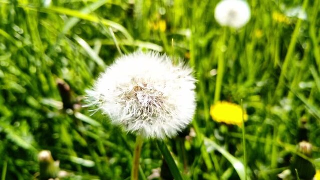 sch&ouml;ne gr&uuml;ne Wiese mit wei&szlig;en Pusteblumen, L&ouml;wenzahn, Nahaufnahme, Samen, Pollen
