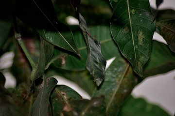 Fototapeta premium Close Up Photo Of Mango Leaves