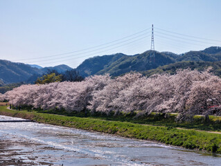 こだま千本桜　埼玉県本庄市