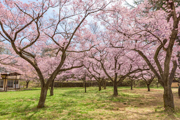 Sakura cherry blossoms in full bloom at the Takato Castle Park in Nagano Prefecture, one of the Japan's Top 100 Cherry Blossom Spots.