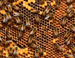 Working Bees on the Honeycomb