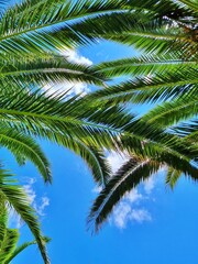 Obraz premium 야자수잎 아래에서 본 하늘