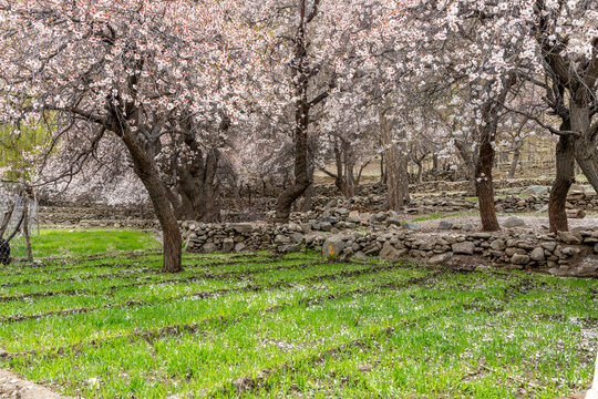 Pink apricot blossoms in springtime in the Indian Himalayan village of Turtuk near the borders with Pakistan and Tibet